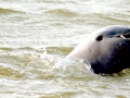 Irrawaddy Dolphin