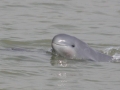 Irrawaddy Dolphin