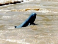 Irrawaddy Dolphin