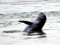 Irrawaddy Dolphin