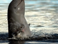 Irrawaddy Dolphin