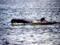 Irrawaddy Dolphin
