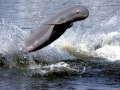 Irrawaddy Dolphin