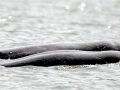 Irrawaddy Dolphin