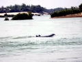 Irrawaddy Dolphin