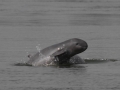 Irrawaddy Dolphin