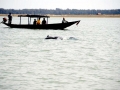 Irrawaddy Dolphin