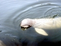 Irrawaddy Dolphin