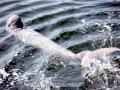 Irrawaddy Dolphin