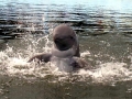 Irrawaddy Dolphin