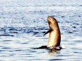 Irrawaddy Dolphin