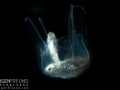 Irukandji Sea Jelly