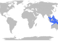 Irukandji Sea Jelly