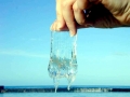 Irukandji Sea Jelly