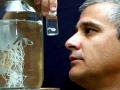 Irukandji Sea Jelly
