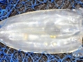 Irukandji Sea Jelly