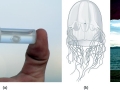 Irukandji Sea Jelly
