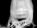 Irukandji Sea Jelly