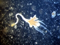 Irukandji Sea Jelly