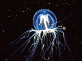 Irukandji Sea Jelly