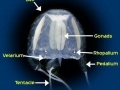 Irukandji Sea Jelly