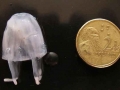 Irukandji Sea Jelly