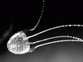 Irukandji Sea Jelly
