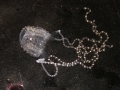 Irukandji Sea Jelly