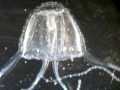 Irukandji Sea Jelly