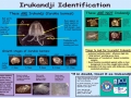Irukandji Sea Jelly