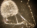 Irukandji Sea Jelly