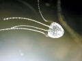 Irukandji Sea Jelly