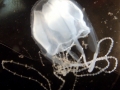 Irukandji Sea Jelly