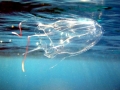 Irukandji Sea Jelly