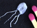 Irukandji Sea Jelly