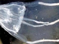 Irukandji Sea Jelly