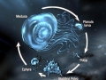 Irukandji Sea Jelly