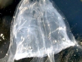 Irukandji Sea Jelly