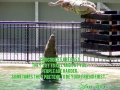 Crocodile Hunter Steve Irwin
