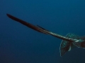 Steve Irwin's Final Day......Specimen: Australian Bull Stingray Tail displaying the poison barb.