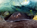 Steve Irwin's Final Day......Specimen: Australian Bull Stingray