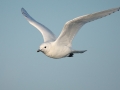 Ivory Gull