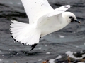 Ivory Gull