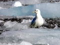 Ivory Gull