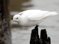 Ivory Gull
