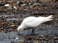 Ivory Gull