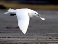 Ivory Gull