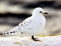 Ivory Gull