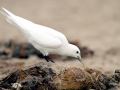 Ivory Gull