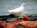 Ivory Gull